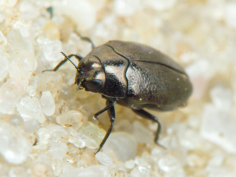 Trachys troglodytes troglodytes Gyllenhal in Schönherr, 1817